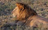 TANZANIA - Serengeti National Park - Leoni Lions - 70